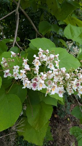 Оригинальная фотография